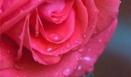 水晶玫瑰最新爆料图片大全,惊艳图片大全大揭秘